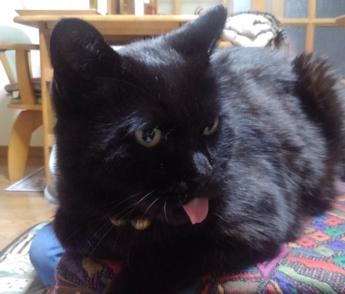 川本祐太郎 Sanbon Kawa Twitter