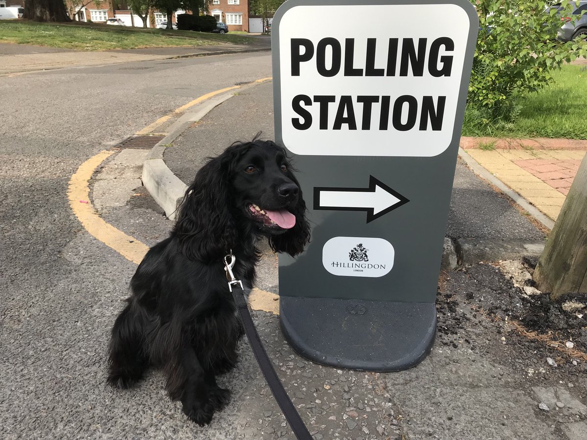 PottageAndrew's tweet photo. Paddy enjoyed his walk to the polling station #Pollingday #dogsatpollingstations https://t.co/njYznZcXyE