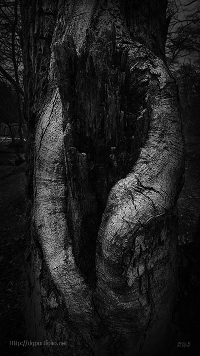 1-david-gordon.pixels.com/featured/tree-… #SpringForArt #ThisSpringBuyArt #artforsalle #prints #blackandwhitephotography #DaveGordon