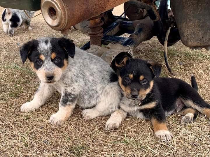 australian cattle dog corgi mix puppy