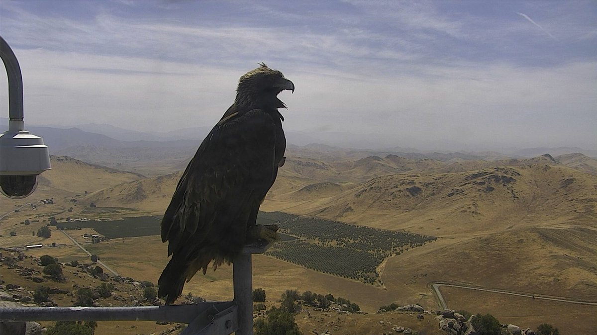 ALERTCalifornia's tweet photo. Some more bird action from the Sierra Foothills, glad the cameras have some company https://t.co/kQsiXt8Twc