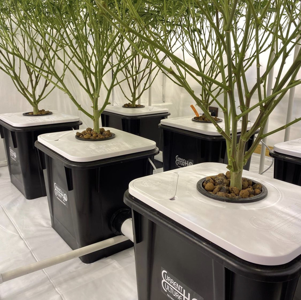 currentculture's tweet photo. This UC6XL canopy is nicely managed and ready to a highly productive flower cycle.
#thebaysdank #residentialhydroponics

#hydroponics #cannabisproduction #rdwc #waterculture #growers #cannabiscommunity #currentcultureh2o #undercurrent #cch2o #cea https://t.co/Moet61iXcD