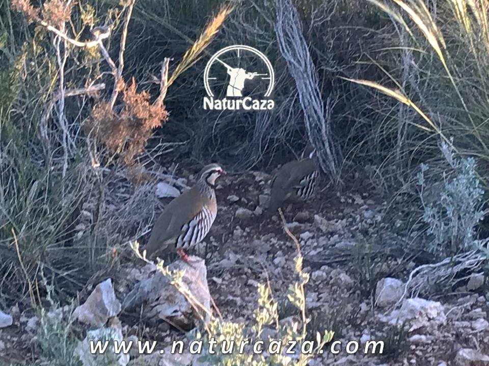 💕 PERDIZ: Ya están emparejadas 😍, disponen de agua y comida, así que podrán sacar adelante a sus crías y así disfrutar de un gran número de perdices en nuestra finca "La Moragona" Infórmate en ☎️ 676101296 o naturcaza.com #OjeodePerdiz #TiradadePerdiz #Cazaenmano