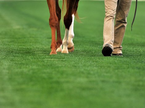 Tahoma31Bermuda's tweet image. New Tahoma 31 Bermudagrass turf track at @ChurchillDowns  is "better and stronger" than ever before! bloodhorse.com/horse-racing/a…

Tahoma 31 - golf, sports, lawns &amp;amp; horseracing!
#Turf  #horseracing #KentuckyDerby #grass #TurfManagement #TurfMaintenance #NaturalGrass @TPITurfTalk