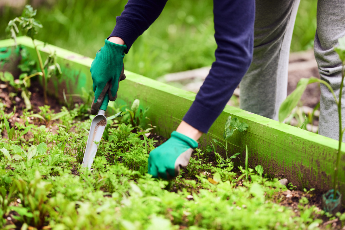 Please sign up to help water and weed our gardens over the summer months.   We need two families to water and weed each week starting on May 9th and ending on Sept 19th.  Sign up here: 
signupgenius.com/go/5080545AFA9…