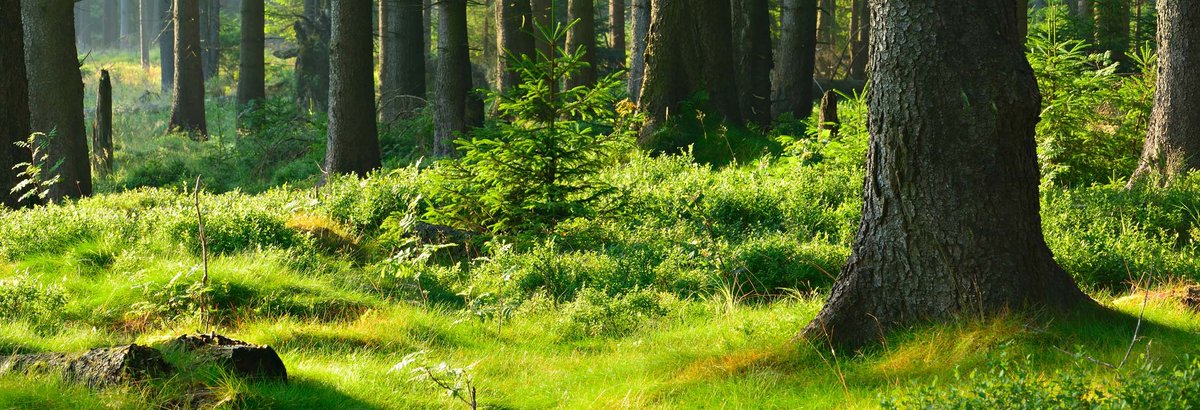 FairChanceInv's tweet photo. FCI is rapidly gaining traction. We have the beginnings of a project that will be termed the "nature savior". Make a difference for mother nature, boost your wealth and contribute to the good of the planet with FCI!
@ProjectEuropa_
@onlyupc
@Dexpools
@villagesfi
@FantohmDAO https://t.co/e9OR8qpsqh