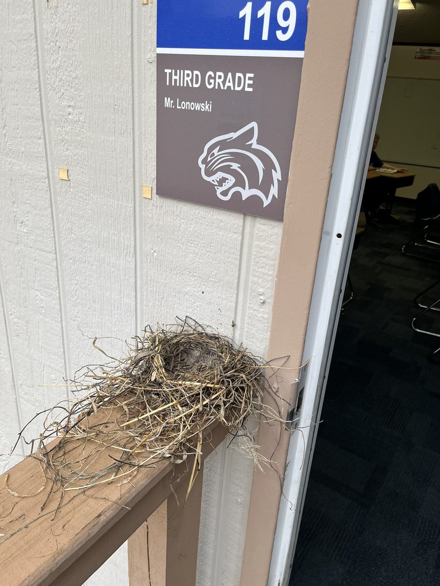 NLonowski's tweet photo. The bird has won! We’ve knocked the nest down several times and he keeps rebuilding. We decided we admire his tenacity and will be adopting him! Side note: birds will not use chewed gum as part of their nest. https://t.co/3EqNK5Ew5L