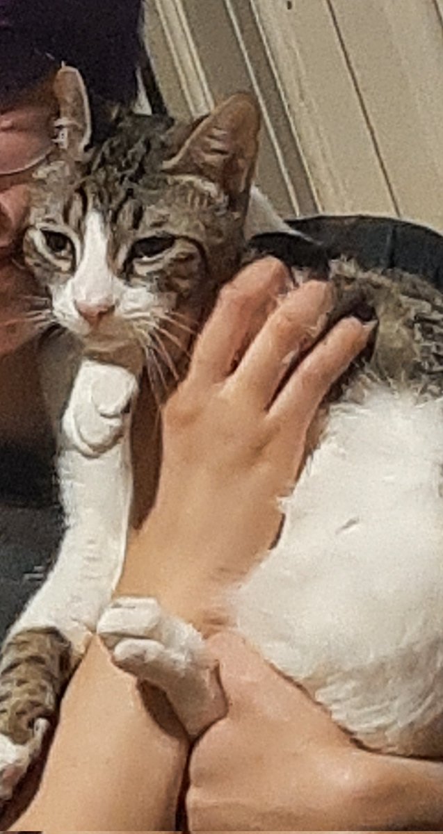ednaK_K's tweet photo. @migatodinamita Mi gato cuando hago contacto  😆😆 #Vikor https://t.co/t3PXuPyt6b