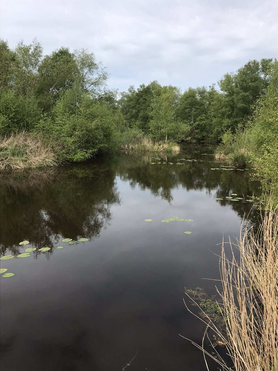 Voorjaar in de Kraanlannen. Ondersteund met vogelzang van rietzang, karekiet, snor en ‘hoempende’ roerdomp.