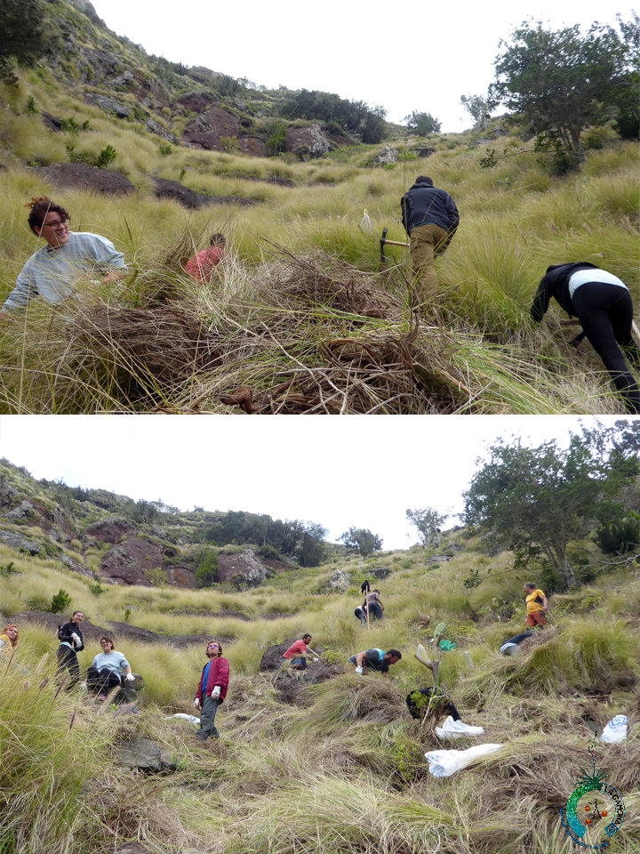 Campaña Control de Rabo de Gato 30 Abril Afur
 telegra.ph/Control-Rabo-d…