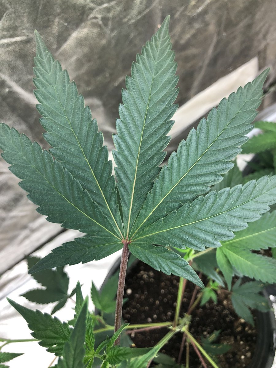 BUDSweGROW's tweet photo. Beautiful #healthy leaves we are getting from our Apple #Tartz from @clearwatergenetics. Grown under @hlgusa lights.
#appletartz #pheno #phenohunting #clearwatergenetics #greenleaves #hlg #indoorgrow #babyplants #powersi #floraflex #indoorgarden #indoorgardening #budswegrow https://t.co/GXJlUqE3ud
