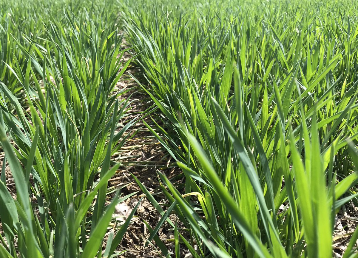 JessMcCannnn's tweet photo. Mid Sept planted wheat between Stayner and Elmvale, on average early GS30. The beginning of #ModdusTime 

Should be some great opportunities in next couple weeks to get out and apply #Moddus and #MiravisNeo 

#fieldperformance
@syngentacanada https://t.co/Pw88yzBgLL