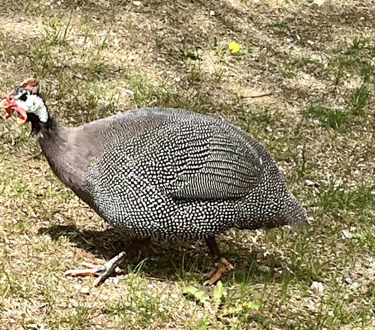 plisder's tweet image. Just a guineafowl stopping by the library. Really cool bird. Runs fast. #MayPatternChallenge