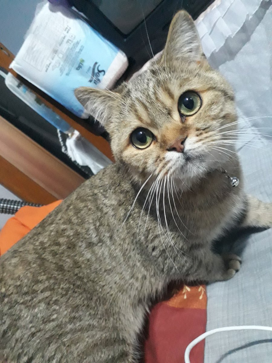 Yogi terapi gibi geldi ❤❤