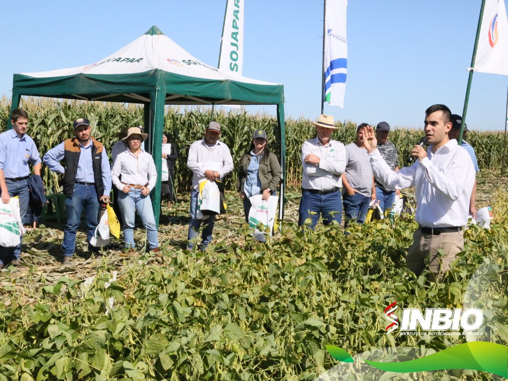 INBIOPY's tweet photo. En el día de campo de la Fundación Ideagro en el Chaco Central, se destacaron las variedades SOJAPAR por su rusticidad y buena adaptación a las condiciones extremas, además de su menor sensibilidad al fotoperiodo, que asegura un mejor porte. https://t.co/oRmXCKuvL5