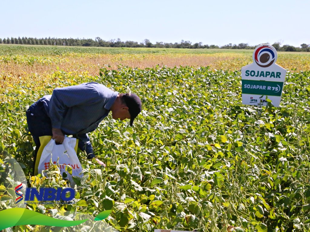 En el día de campo de la Fundación Ideagro en el Chaco Central, se destacaron las variedades SOJAPAR por su rusticidad y buena adaptación a las condiciones extremas, además de su menor sensibilidad al fotoperiodo, que asegura un mejor porte.