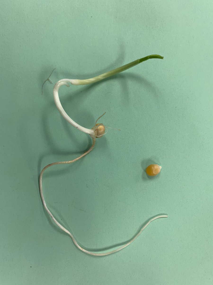 Focus question: What effect does water have on seeds?   These are bush beans, peas, sunflowers, and popcorn seeds!  Look what happened in just 7 days! Whoa!