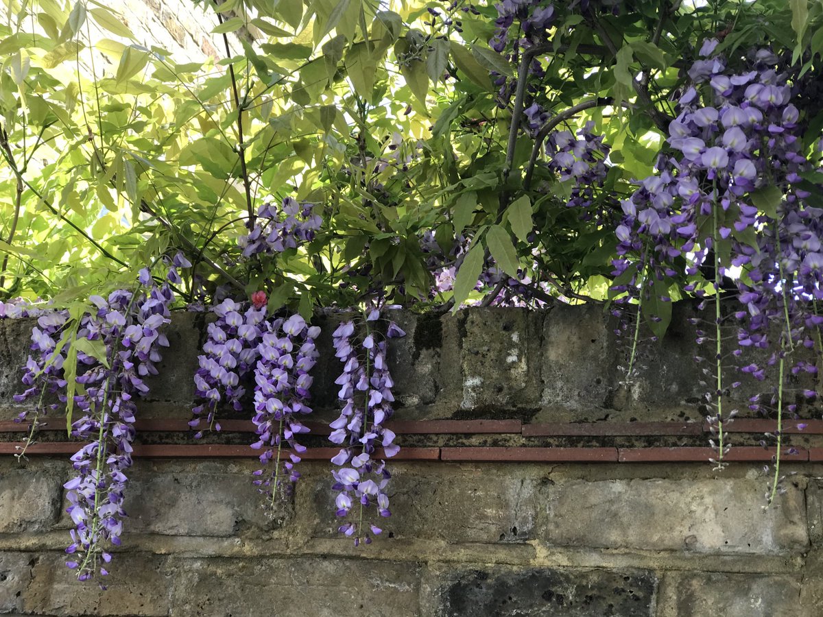RanaKabbani54's tweet photo. On the way to cast my precious #vote in #UK’s #local_elections this Spring afternoon.
What absolute luxury #democracy is!
Yet only those who grew up under #fascism (as I did) know that it is beautiful &amp; fragile like this wisteria.
Guard it with every fibre of your being!
#London https://t.co/GmXUOEcSCy