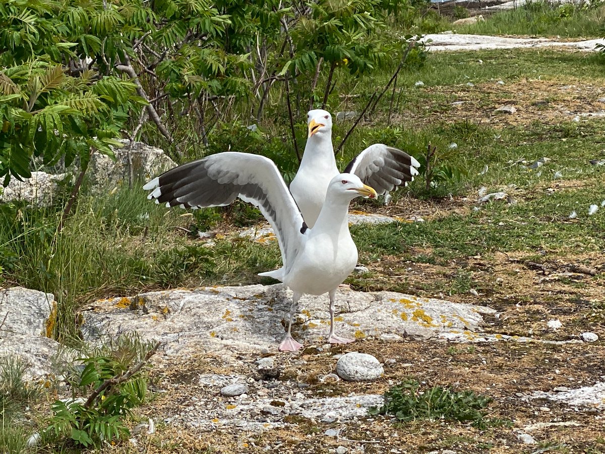DylanTitmuss's tweet photo. Many thanks to my project advisor @CovinoKristen, and to @maryofgulls and @SarahCourchesne for their fieldwork help and general wisdom about the #GullsofAppledore! Thank you as well to @ShoalsMarineLab, @SML_Director, and @LoyolaMarymount for project support & funding 😊 https://t.co/AMhBCtEIEl