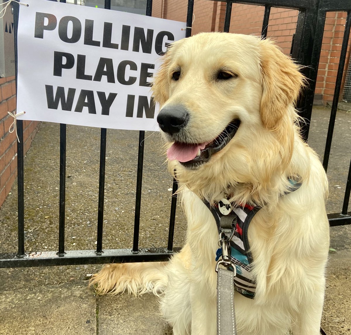 weebittanat's tweet photo. #dogsatpollingstations https://t.co/aQ9jXO2aA6