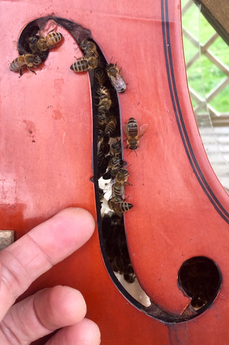 bencsik_deirdre's tweet photo. New guests checking into their bee n bee...@HolmePierrepont #savethebees #wildlife #honeybees https://t.co/y9FSmMGGdO