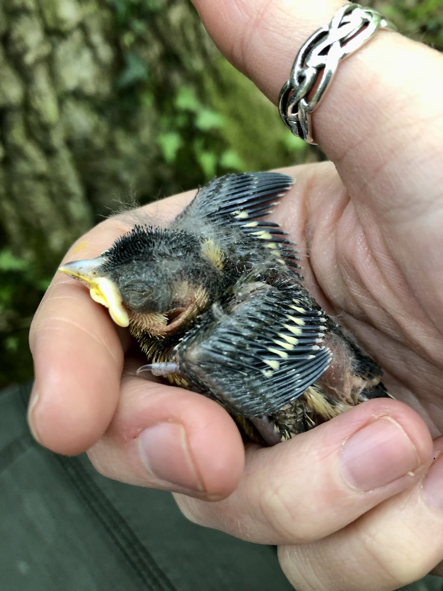 Ella Cole tweet media