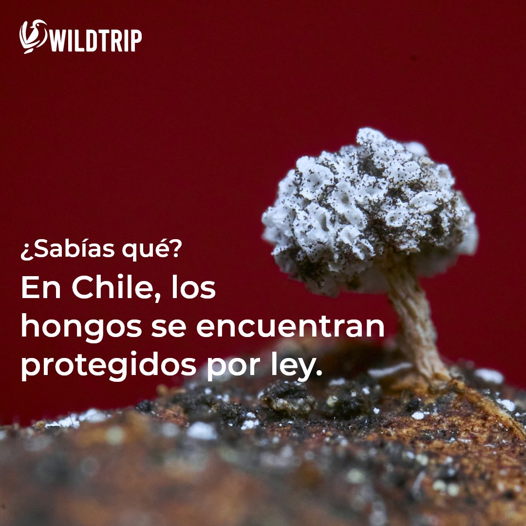 WildtripChile's tweet photo. ¿Sabías que en Chile los #hongos están protegidos por #ley?🍄

Desde el año 2012, el #reinofungi se encuentra protegido bajo la Ley 20.417. Convirtiéndonos en pioneros en incluirlos en la legislación medioambiental.
#Chile #naturaleza #biodiversidad https://t.co/v0dCfoYaZa