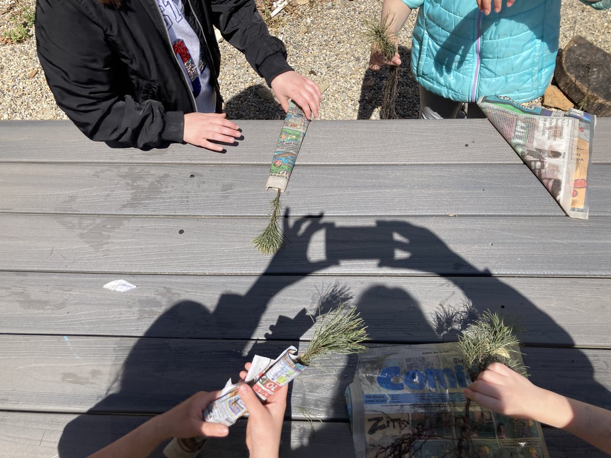lakeviewstemlab's tweet photo. This week 3rd grade celebrated Arbor Day! Students learned about the importance of trees to our environment and got to bring home a White Pine tree to plant! #lakeviewgreenteam #STEMeducation https://t.co/4vcki06Xae