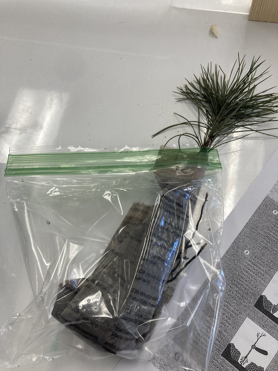 lakeviewstemlab's tweet photo. This week 3rd grade celebrated Arbor Day! Students learned about the importance of trees to our environment and got to bring home a White Pine tree to plant! #lakeviewgreenteam #STEMeducation https://t.co/4vcki06Xae