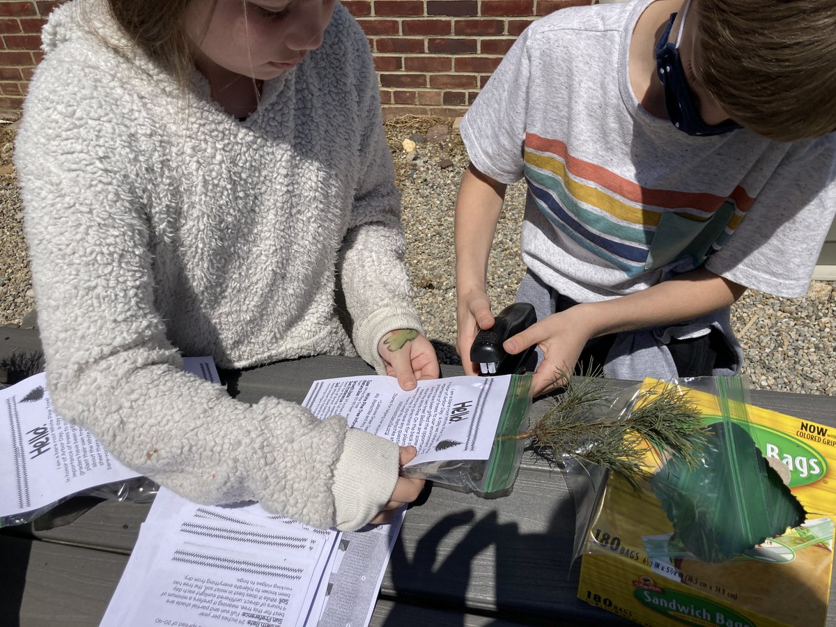 lakeviewstemlab's tweet photo. This week 3rd grade celebrated Arbor Day! Students learned about the importance of trees to our environment and got to bring home a White Pine tree to plant! #lakeviewgreenteam #STEMeducation https://t.co/4vcki06Xae
