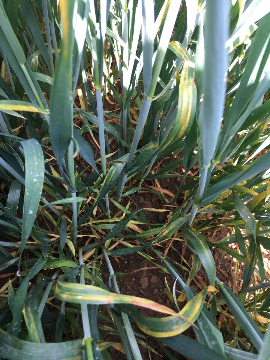 🟢 Une nouvelle aventure commence  pour moi à la Coop de Bonneval. Et on commence par l’observation des pressions rouille jaune et sur les variétés blé tendre 🌾🔍