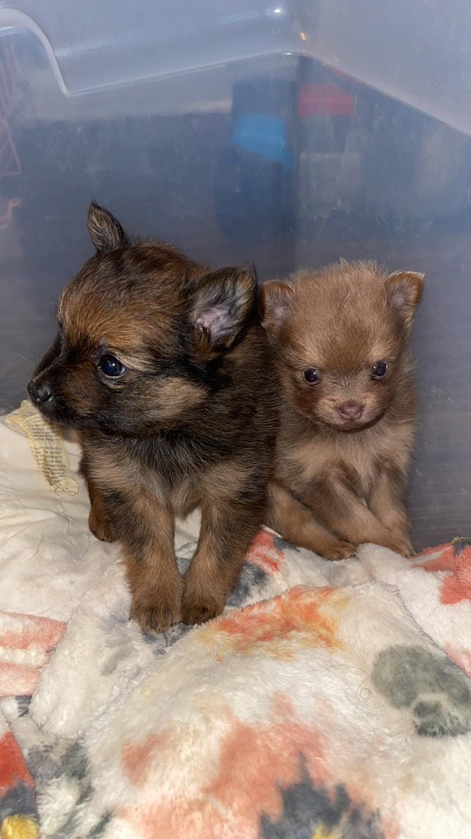909wonn's tweet photo. DM Pure Breed Pomeranians 🐶🐶💛 https://t.co/EFNxLbRz3M