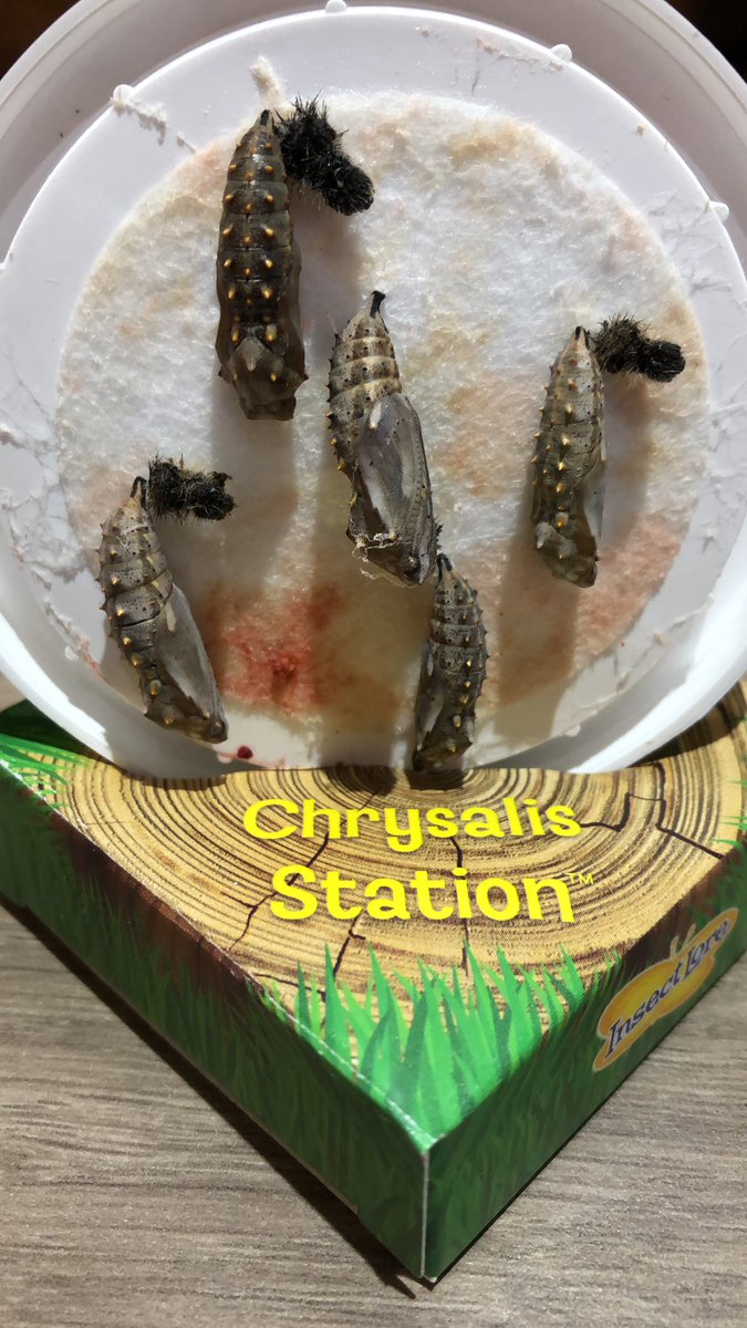 LauraRMurray85's tweet photo. Caterpillar update 🐛 - Day 28. We have 5 caterpillars in their cocoons 😊 @PeelParkEYFS @PeelParkClass2 @InsectLoreEU https://t.co/UYOdU1iaej