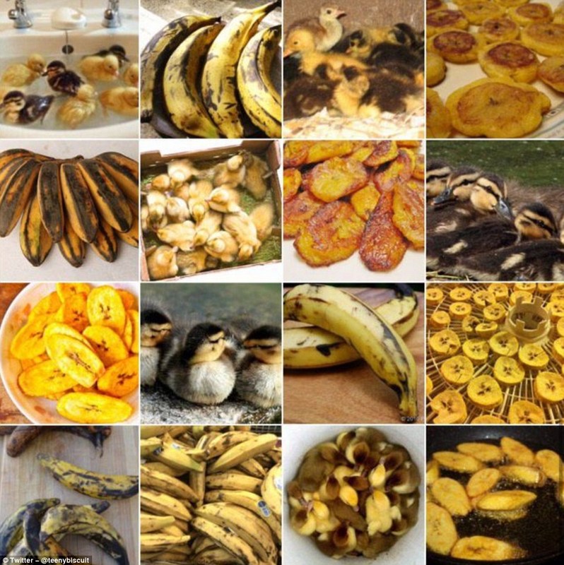 These plantains are looking just ducky! Come grab some during our open pantry hours today until noon🦆