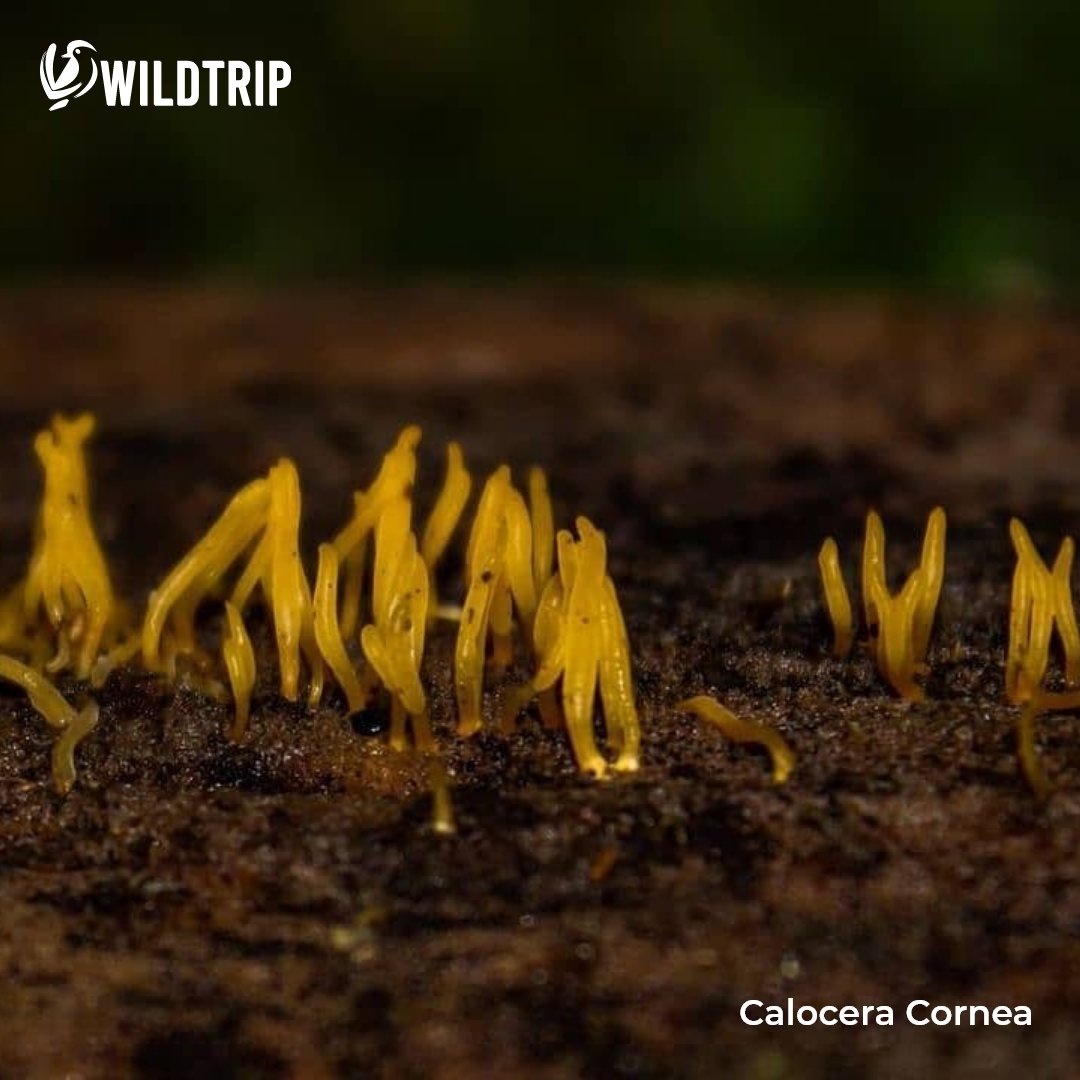WildtripChile's tweet photo. @fungifoundation A la fecha, ya se encuentran 45 especies registradas. 🙌

Esperamos que el Reino Fungi cada vez siga teniendo mayor reconocimiento y respeto que merece. 💚 https://t.co/bSBhNbokbF