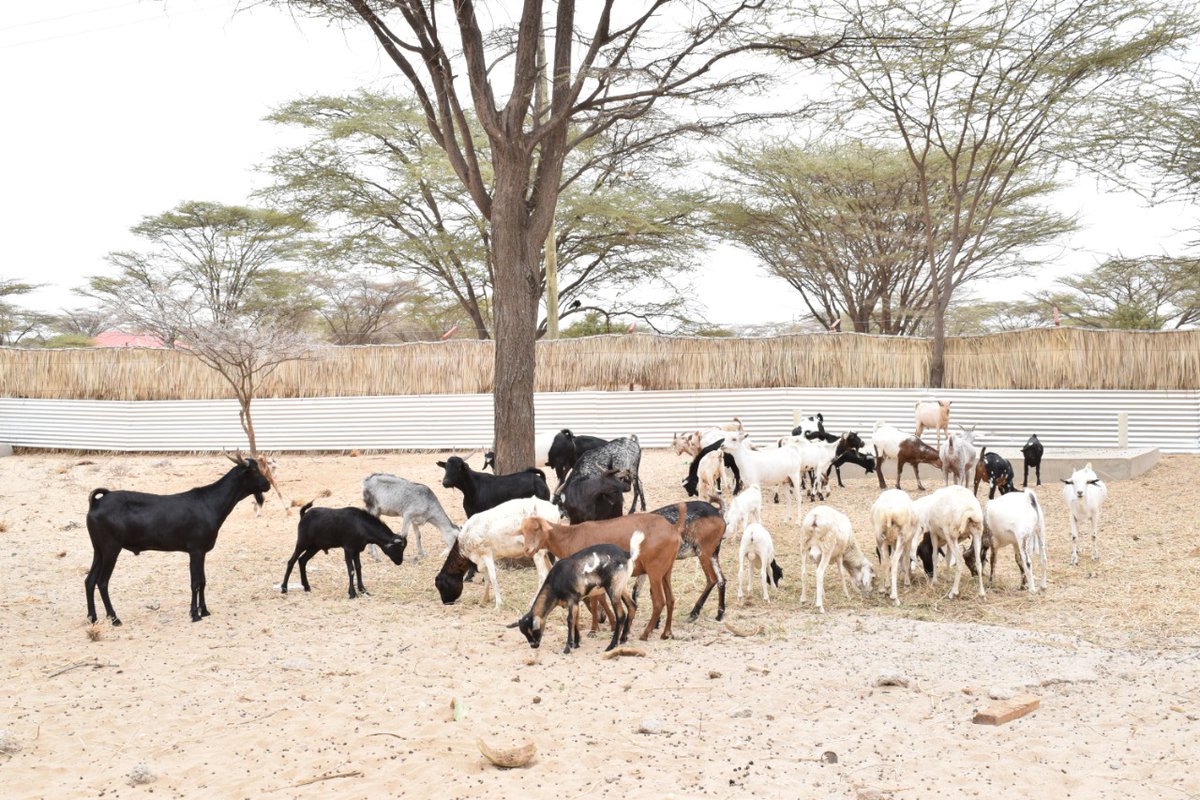 thomseba's tweet image. Get an opportunity to choose a goat of your choice for Nyama Choma at Acacia Tortilis - Lodwar. @ChamsMedia @TurkanaLand @citizentvkenya @magicalkenya @KenyaTPA  @AlexChamwada @ntvkenya @KTNNewsKE 
#Exploreturkana
#Welcomebackhome