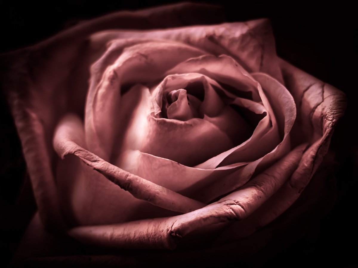 jjays_captions's tweet image. Photographers show me your FLOWER shots  📸

I will start 

Let&apos;s support one another

Retweeting all 🔃
#photography #photo #photograph