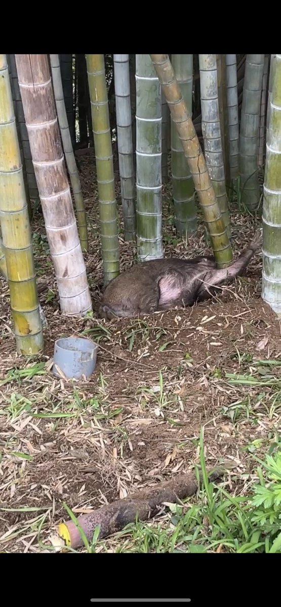 38_mchu's tweet photo. この前家のタケノコ泥棒捕まえた https://t.co/NwL97LDDp9