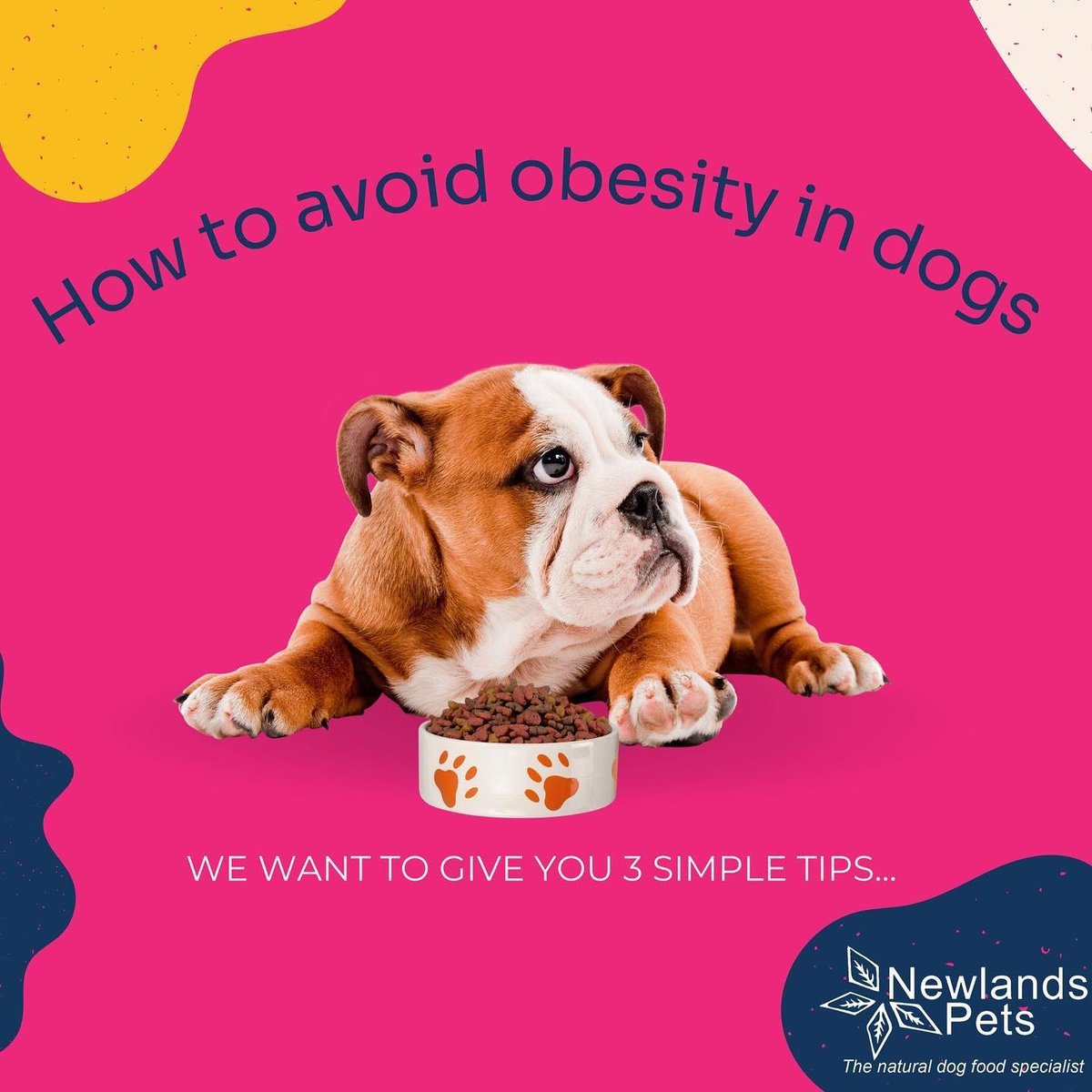 NewlandsPets's tweet photo. A common problem with dogs is obesity, we’ve given out loads of advice, and are always here to help! Swipe for some tips🐶 https://t.co/qdkv9ttV7h