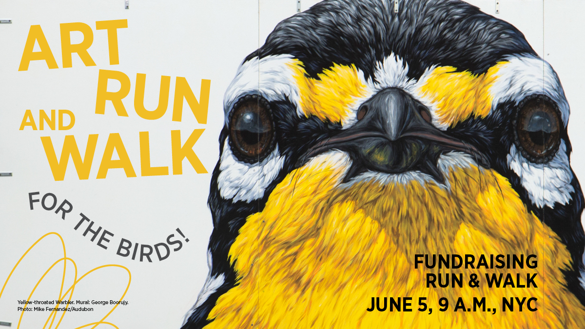 In NYC on Sun, June 5? Join us &amp; @Runstreet_ for the Audubon Murals Art Run &amp; Walk, a fundraiser supporting the #AudubonMuralProject. See stunning murals of birds throughout Harlem &amp; learn about the artists shining a spotlight on climate change. Register: bit.ly/3MVjstP