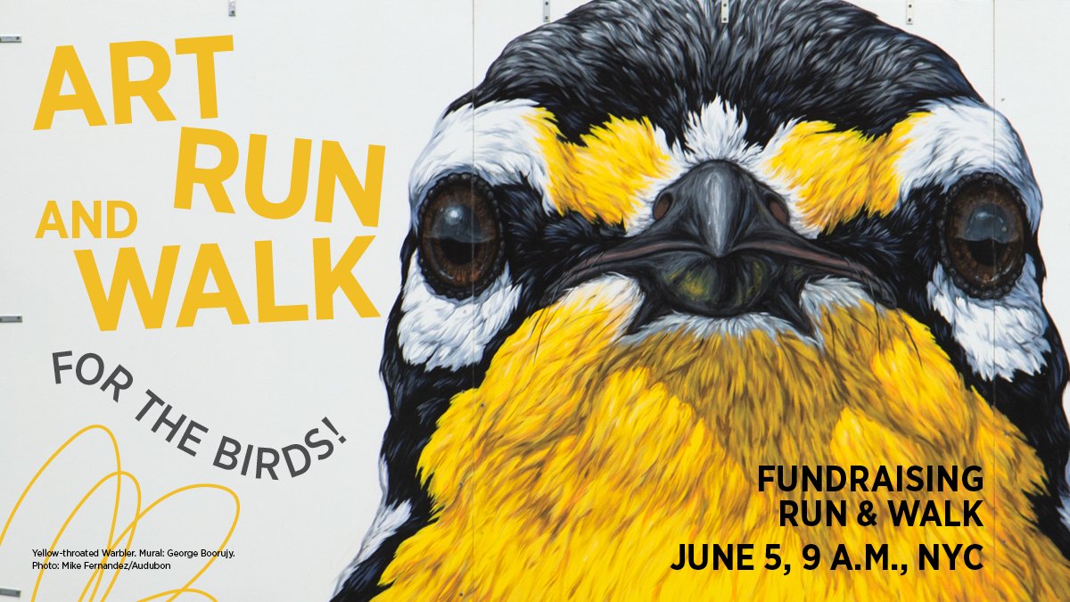 In NYC on Sun, June 5? Join us & @Runstreet_ for the Audubon Murals Art Run & Walk, a fundraiser supporting the #AudubonMuralProject. See stunning murals of birds throughout Harlem & learn about the artists shining a spotlight on climate change. Register: bit.ly/3MVjstP