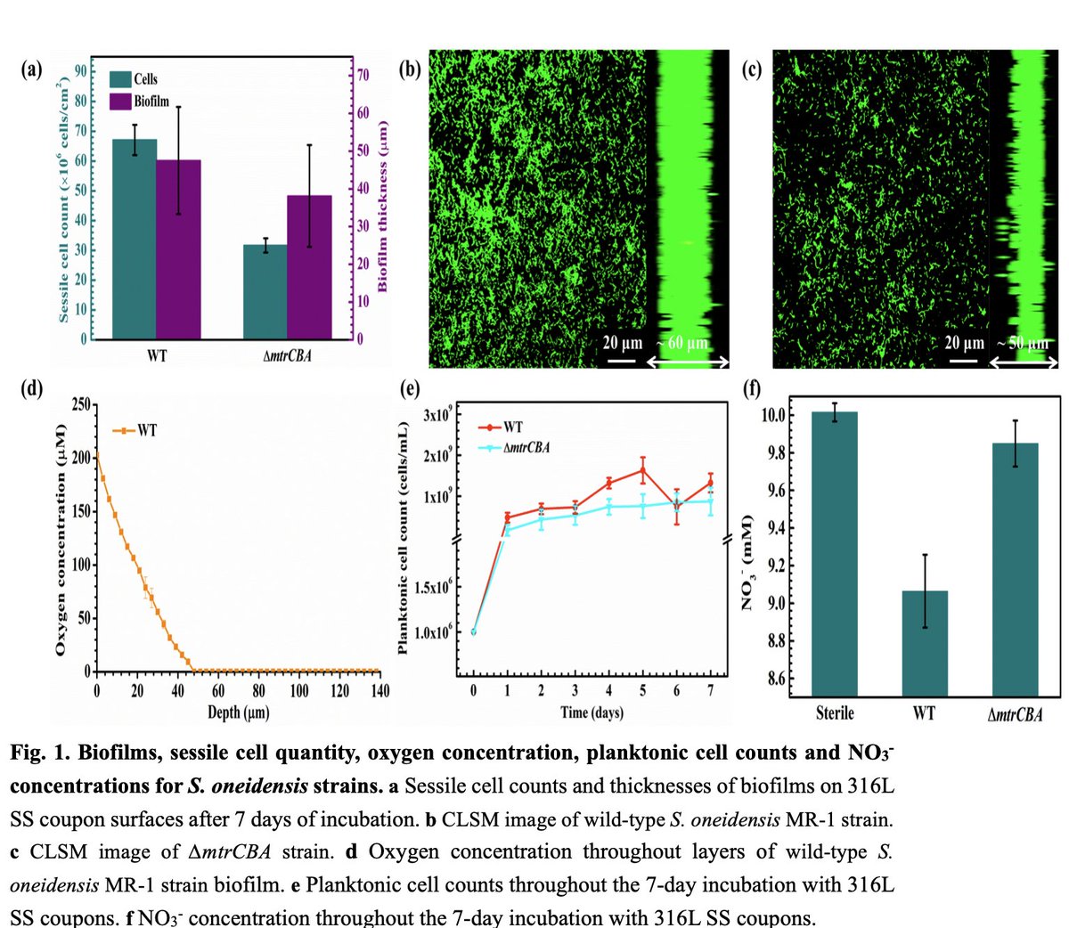 Direct microbial electron uptake as a mechanism for stainless steel co... sciencedirect.com/science/articl… 

Electron uptake through porin-cytochrome conduits is
a previously unrecognized route for metal corrosion under aerobic conditions

latest paper from Electrobiomaterials Institute