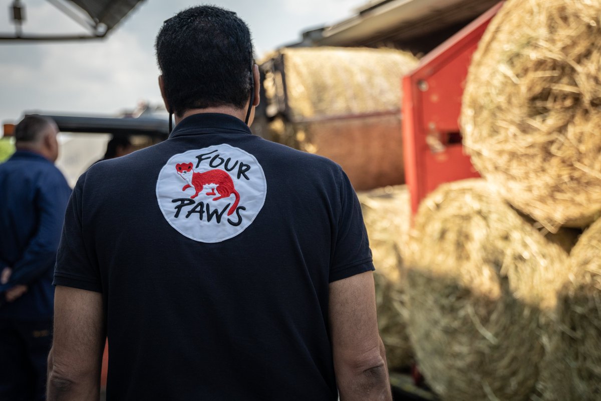 fourpawsint's tweet photo. #FoodForAnimals🇺🇦 A mission across borders 🌍🚂 First milestone accomplished!  In cooperation with the Austrian Federal Railways @unsereOEBB the supplies were transported to the Ukrainian border by train. https://t.co/rJLWay7ngu