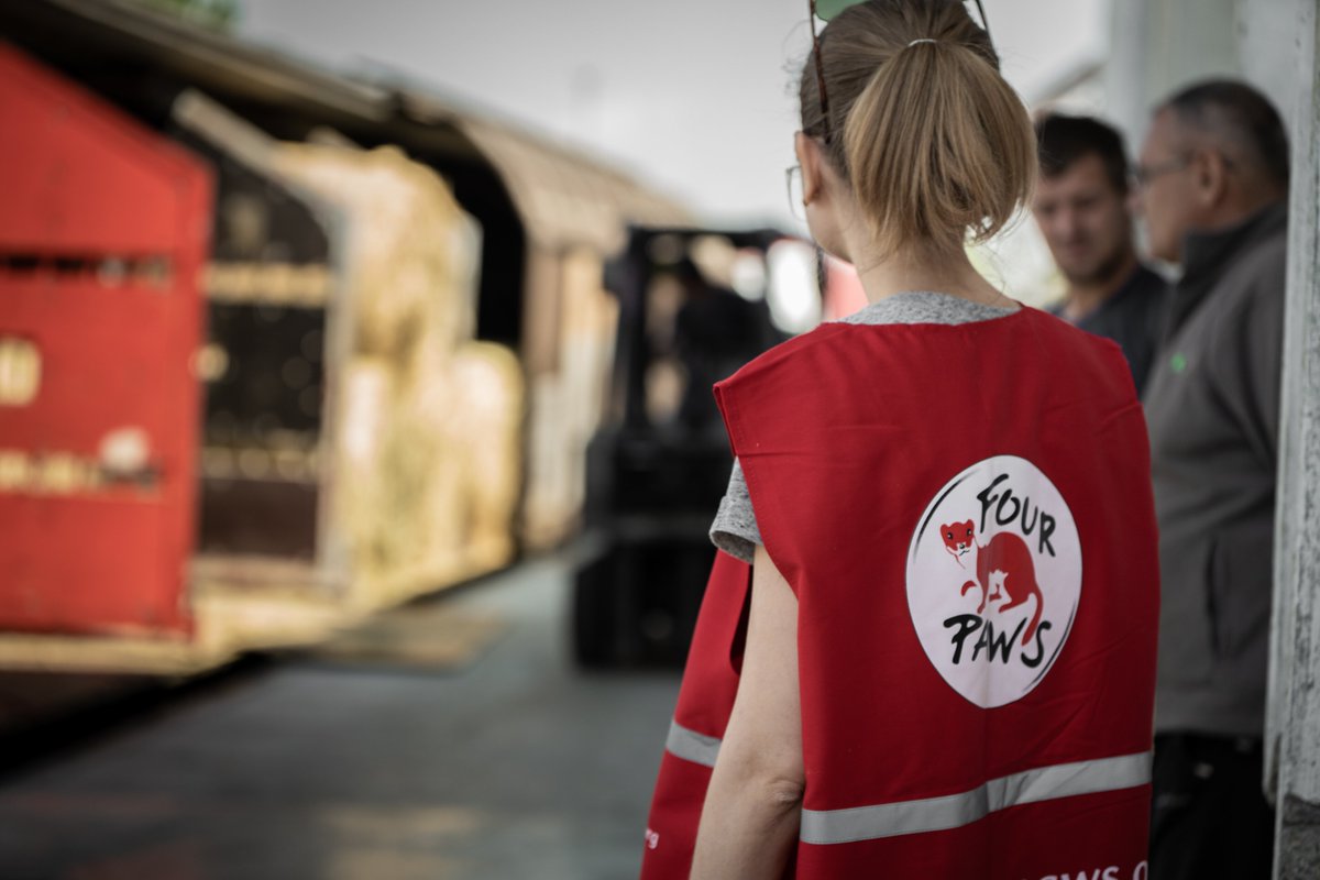 fourpawsint's tweet photo. #FoodForAnimals🇺🇦 A mission across borders 🌍🚂 First milestone accomplished!  In cooperation with the Austrian Federal Railways @unsereOEBB the supplies were transported to the Ukrainian border by train. https://t.co/rJLWay7ngu