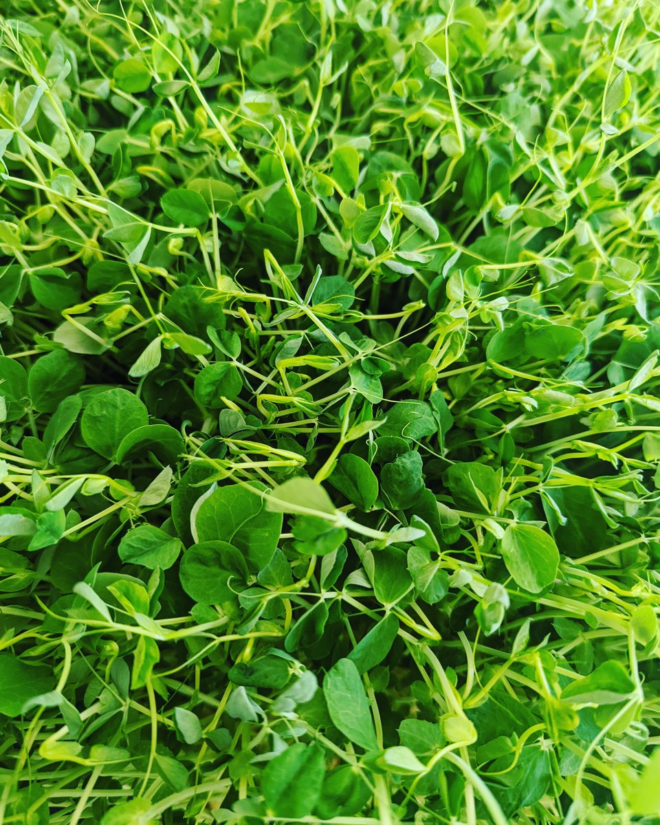 Farmoveryonder's tweet photo. #microgreens #healthyfood #organic #vegan #urbanfarming #food #microgreen #superfood #microgreensfarm #healthy #foodie #vegetarian #healthylifestyle #nutrition #eatlocal #sprouts #urbanfarm #foodporn #salad #farmtotable #plantbased #verticalfarming #vegetables #SupportLocal https://t.co/kokkDnnihH
