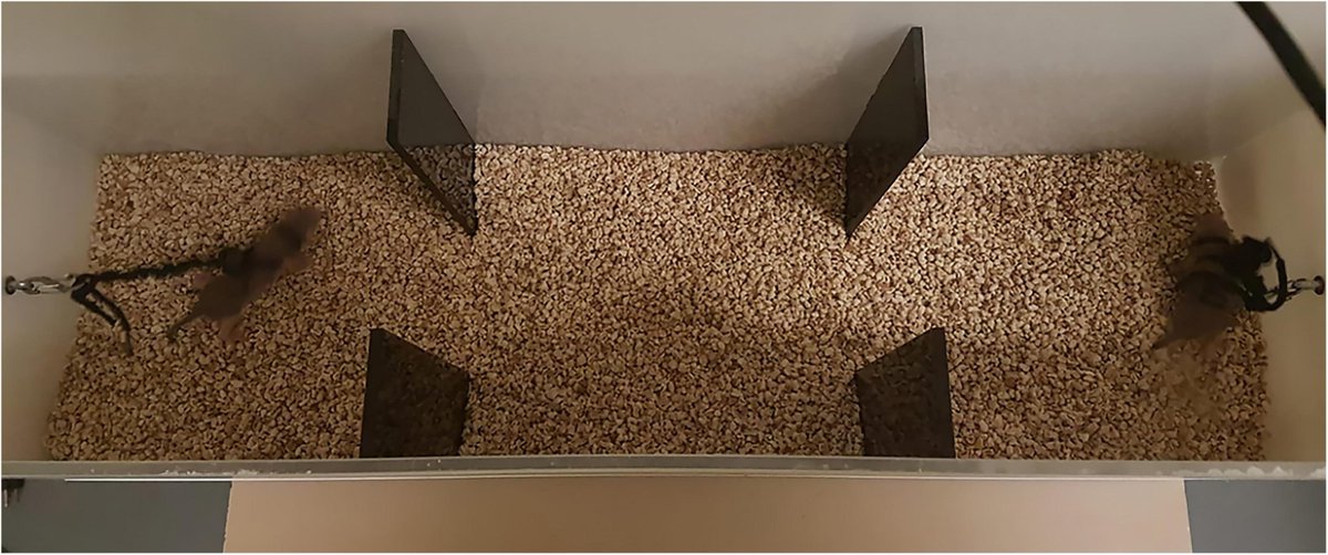 Naked Mole-Rat Lab tweet media