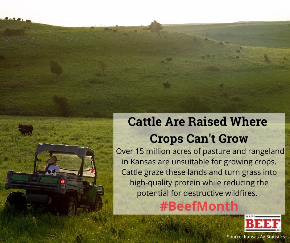 KansasBeef's tweet photo. #BeefMonth https://t.co/AgR3rObl3M