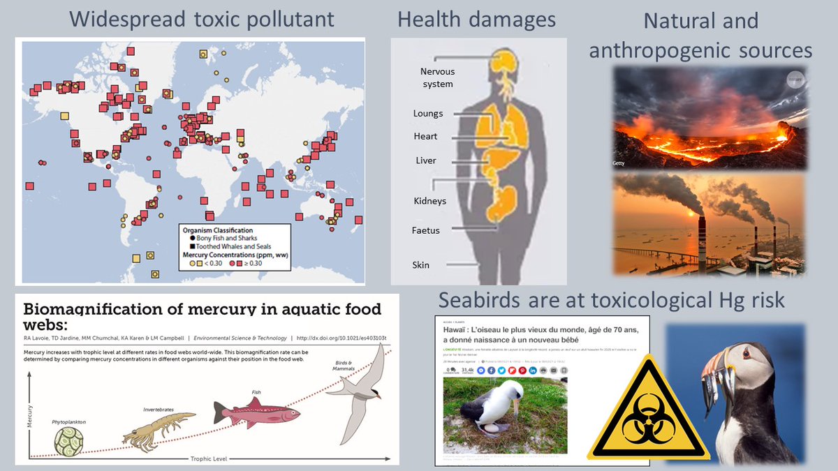 MartaCruzF's tweet photo. 1/4 #ContSesh #WSTC8
📖:
☣️Mercury (Hg) is a widespread toxic pollutant that causes health damages in👫&🐻🐥
☣️Methyl-Hg is assimilated into food webs & biomagnified reaching top predators
🐧Due to their🔝food web position & longevity, seabirds are at toxicological Hg risk https://t.co/5HbMW4kq41