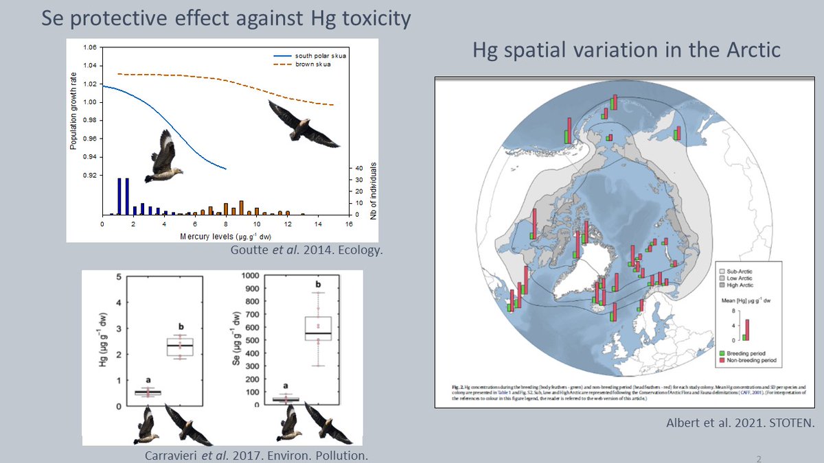MartaCruzF's tweet photo. 2/4 #ContSesh #WSTC8
☣️Selenium (Se) can have a protective effect against Hg toxicity
☣️Hg shows spatial variation in the Arctic, but there are no studies on Se spatial variation
🧑🔬:
🐧We🩸sampled 2 species with ≠ trophic ecologies from 17 colonies spread across the Arctic https://t.co/o0RVSXyg2x