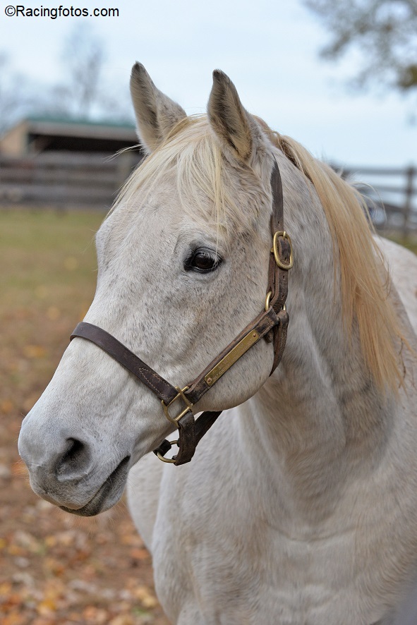 worldsbesthorse tweet picture